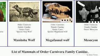 List of Mammals of Order Carnivora Family Canidae wolf canis vulpes fox jackal latrans culpaeus [upl. by Eben451]