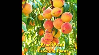 How to Growing a Peach Tree From Seed  Super Easy । How To Grow Peaches From Pit।shorts।Kapu Gamit [upl. by Woodhead593]