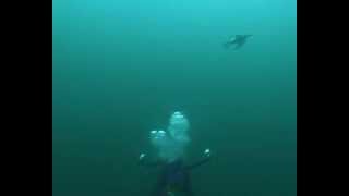 Diving guillemots at Petticowick St Abbs Scotland [upl. by Niotna]