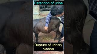 Rupture of urinary bladder l Retention of urine l dr umar khan [upl. by Htinek]