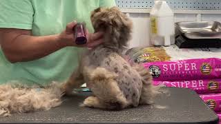 Schnoodle from Autumns litter getting a Schnauzer hair cut July 14 2021 [upl. by Adaj]