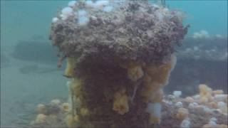 Scuba Diving North Norfolk The Wreck of the SS Rosalie at Weybourne Norfolk 2020 No 2 [upl. by Zanlog637]