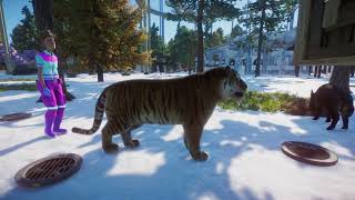 Siberian Tiger Hunt And Eat Wild Boar Planet Zoo [upl. by Ilatfen445]