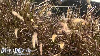 Pennisetum setaceum Poaceae Capimdotexas [upl. by Johnathon]