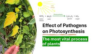 How plant pathogens affect the process of photosynthesis [upl. by Fiorenze]