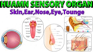 Sense Organ Skin  Ear EyeTongue Nose General Science  osssc livestock inspector  forest guard [upl. by Tombaugh]