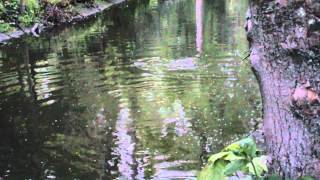 Daylight otters in Jesmond Dene [upl. by Bengt]