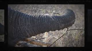 RHULANI MINUTE SAFARI  Eating elephant closeup [upl. by Nekial]