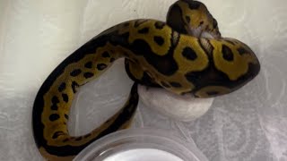 🐍💥🐀Feeding Hatchling Ball Pythons Frist Meal  What to offer your hatchling ball python [upl. by Hadihsar]