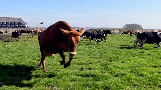 100 COWS OUT FOR THE FIRST TIME IN 6 MONTHS THEY ARE SO HAPPY [upl. by Dermott757]