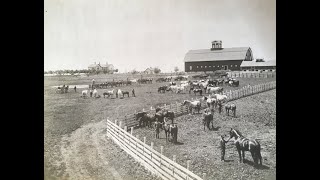 Pipestone County Percheron Horse Farm [upl. by Rudd]