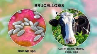 Brucellosis  Types symptoms pathogenesis diagnosis treatment  Infection [upl. by Sudoeht]