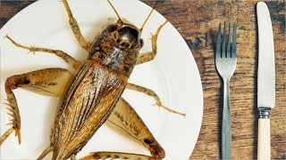 Are Crickets The Food Of The Future [upl. by Paradies159]