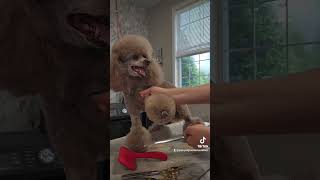 Poodle Grooming with LaFursion [upl. by Margo]