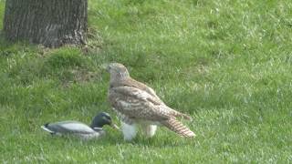 Hawk perplexed over duck [upl. by Itsirk]