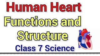 Human Heart Functions and Structure  Class 7 Science NCERT [upl. by Angelia]