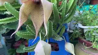 Stapelia gigantea sus cuidados [upl. by Leid]