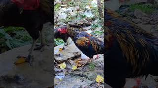 Garden DelightsOur Happy Hens Explore shorts viralvideo trending birds animals roostersand [upl. by Mansur]