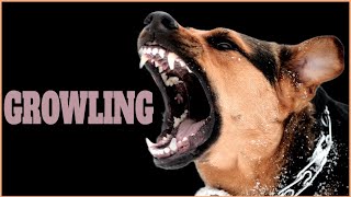 Growling Sound Effect That Make Dogs Go Crazy [upl. by Akcired]