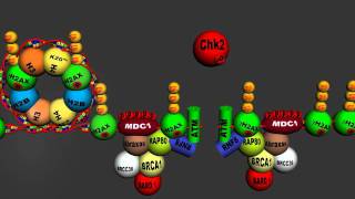 DNA Damage Response to doublestranded DNA break  Homologous Recombination v 40 Full HD [upl. by Schechinger]