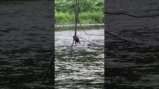 Redwinged blackbird chirping birdsounds [upl. by Kathryn121]