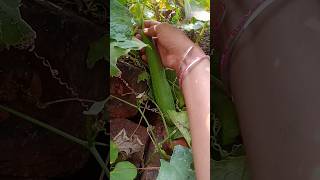 Harvesting Vegetablesparkritisday farming harvest trendingytshorts gardenshortsgarden [upl. by Ahsekel994]