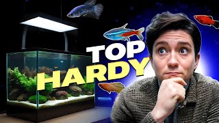 TOP 5 lowmaintance fish for busy people  EasytoCare Fish for Beginners [upl. by Norrehs]