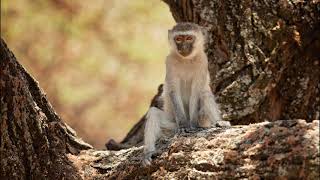 The sound of a vervet monkey [upl. by Arakahs]