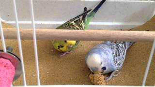 Two budgies fighting for the food [upl. by Nazler]