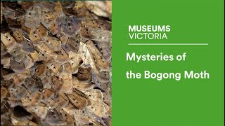 Mysteries of the Bogong Moth [upl. by Elmore]