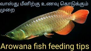 How to feed Arowana fish in tamil different growth stages and food pattern  Fish Aquarium Tamil [upl. by Nylassej611]