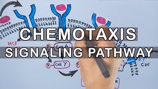 Chemotaxis  Signaling Pathway in Bacteria [upl. by Broderic]