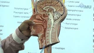 Anatomy of Pharynx and oesophagus [upl. by Rafaela]