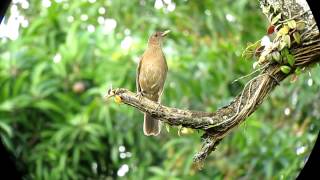 Claycolored Thrush  Turdus grayi  Uraba Caribbean Lowlands [upl. by Werda172]