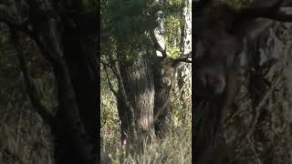 Stag uses antlers for tree rub deer redstags antlers ruttingseason [upl. by Ameerahs409]