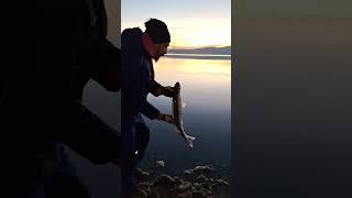 Catching walleye on lures with a stunning sunset backdrop walleyefishing fishingadventure [upl. by Kellby]