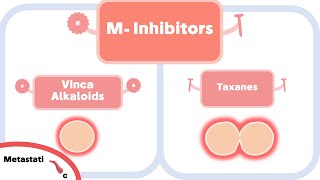 Microtubule Inhibitors Mechanism of Action [upl. by Serafine]