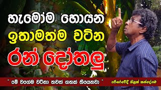 හැමෝම හොයන  ඉතාමත්ම වටිනා quot රන් දෝතලු quot  A very valuable plant  Sri Lanka ThilakKandegama [upl. by Eisele115]