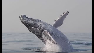 Whale jumping out of the water Compilation 2021 [upl. by Sybille936]