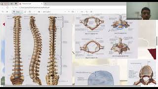 Anatomi Costae Cervicalis Thoracal Lumbal Sacrum Coccygeal [upl. by Raknahs]