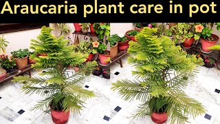 Why araucaria plant turn yellow Araucaria plant care christmas tree care norfolk island plant [upl. by Haroppiz]