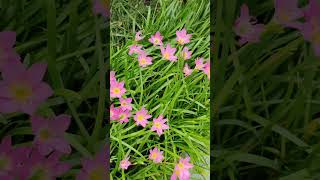 Zephyranthes Rosea Lindl enjoybeautifulnaturewithrurallife flowers beautifulnaturewithrurallife [upl. by Justicz]