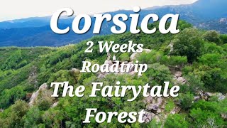 Corsica Road Trip  Fairytail Forest  Day 2 [upl. by Berke]