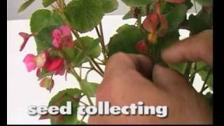 sowing of small seeds begonia semperflorens [upl. by Connor]