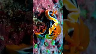 The Fascinating Nudibranch Kleptocnidae and Flamboyant Cerata  SGK English [upl. by Dexter]