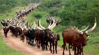 Millions Of Longhorn Cattle In America And Africa Are Raised This Way  Cattle Farming [upl. by Gershom]