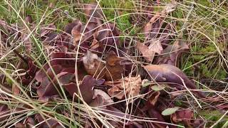 Wild Carnivorous Plants  Red Sarracenia purpurea [upl. by Yeliak]