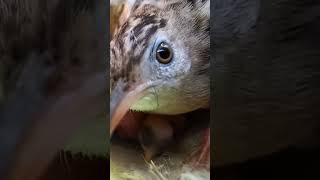 Zitting cisticola bird repairing the nest P 1 shorts [upl. by Naitsirk]