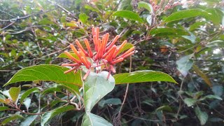 Hamelia Patens Firebush Plant and Flower [upl. by Carberry482]