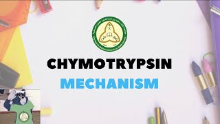 Chymotrypsin Mechanism Explain [upl. by Ibbed559]